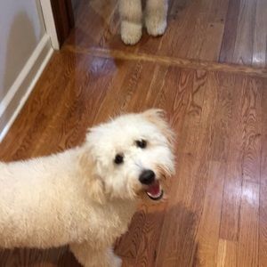 Meet your Posher, Shannon